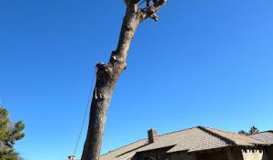 Tree Service Valle Del Sol