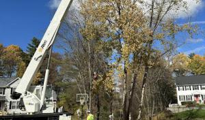 Ballston Tree & Property Services