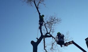 MJM Tree Service & Maintenance
