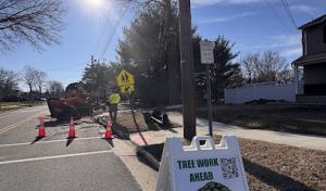 American Dream Tree Experts