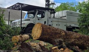 Superior tree services