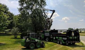 Tree Tech Services of Northeast Ohio