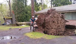Gentlemens Tree Service