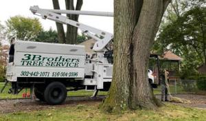 3 Brothers Tree Service