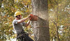 M & T Tree & Stump Removal