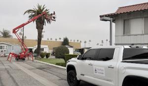 Redwood Tree & Landcare