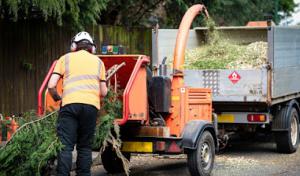 Redwood City Tree Service