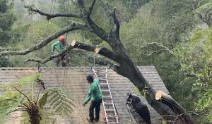 Eagle Tree Service