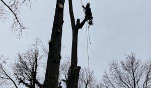 Pepe's Tree Services