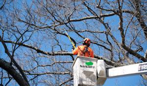SavATree - Tree Service