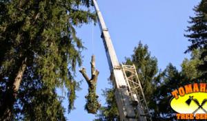 Tomahawk Tree Services