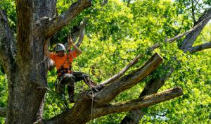 Perez landscaping & Tree Trimming