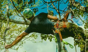 Charter Oaks Tree & Landscaping