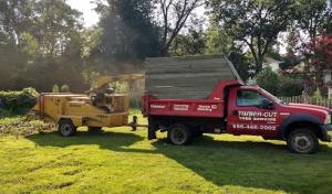 Timber Cut Tree Service