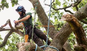 CW Tree Service