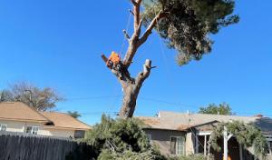 Ramirez Tree Service
