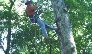 Urban loggers of Illinois