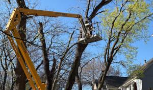 Williams Jr Tree Service