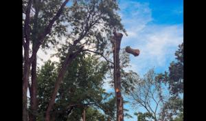 Justin Denson's Tree Service