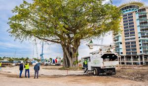 Real Tree Trimming & Landscaping