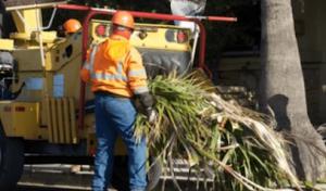 Coastal Crown Tree Services