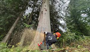 Snohomish Tree Company