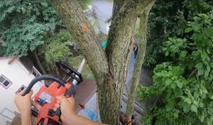 Edmonds Tree Service Experts