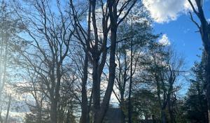 Optimum Tree Service & Landscaping