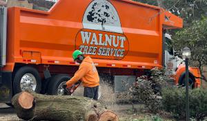 Walnut Tree Service