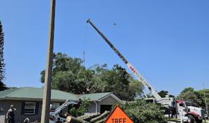 Southern Roots Tree & Landscape