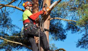 True South Tree Service & Outdoors