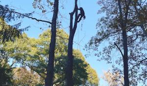 Pine Brook Arbor Services