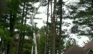 Mark's Tree Services