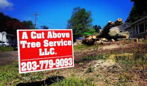 A Cut Above Tree Service