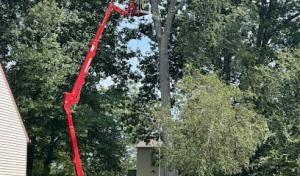 Apollo Contracting Tree Service