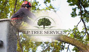 ILP Tree Services