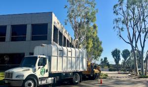 Absolute Tree Surgeons