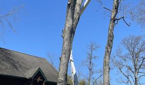 American Outdoors Expert Tree Service