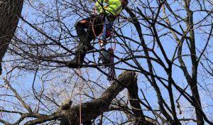 Avalon Sunset Tree Services