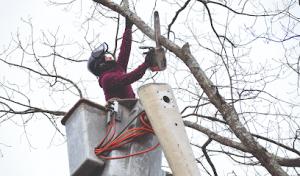 Markovski Landscaping & Tree Service