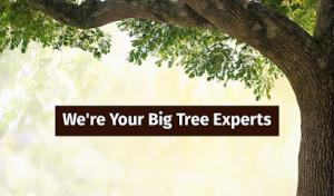 Big Steve's Tree Care