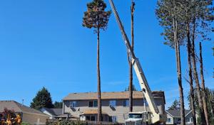 Mike's Pruning & Tree Care