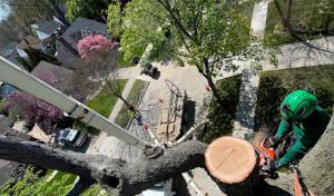 Southern Pines Tree Service