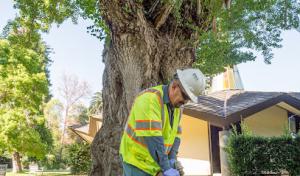 The Davey Tree Expert Company