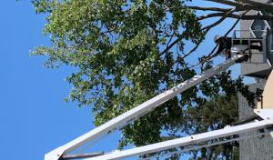 Bellizzi Tree Service