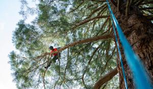 ArborPro Tree Experts