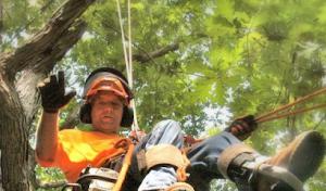 Aerial Arborist Tree Service
