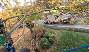 Cumberland Valley Tree Service - Landscaping