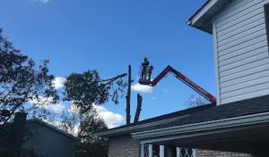 Hench's Tree Service