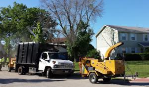 Ackerman Tree Specialists